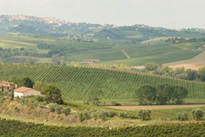 Wijngaard Piemonte